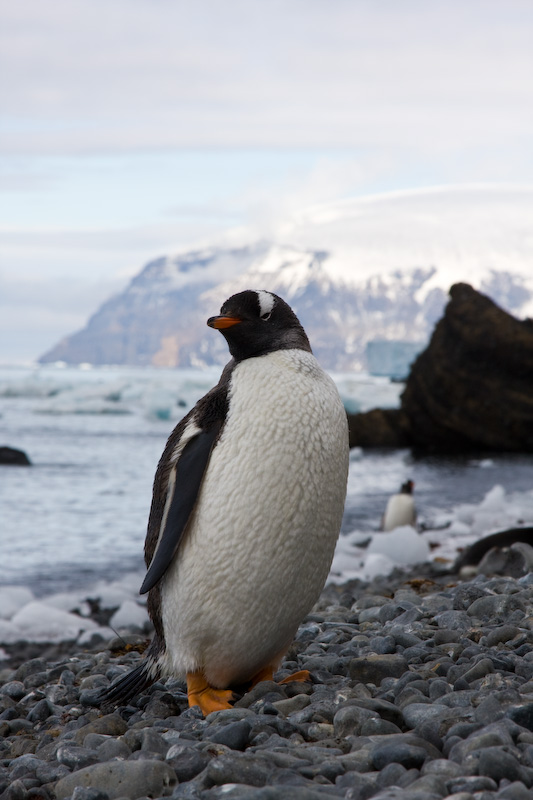 Gentoo Penguin On Beach